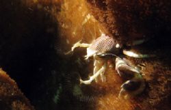 Anemone crab fishing for plankton, taken at Malong, Phi P... by Tobias Reitmayr 